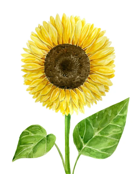 Watercolor sunflower on white — Stock Photo, Image