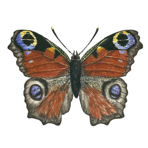Páv motýl akvarel — Stock fotografie