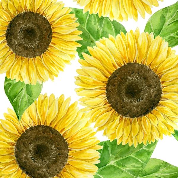 Slunečnice akvarel zázemí — Stock fotografie