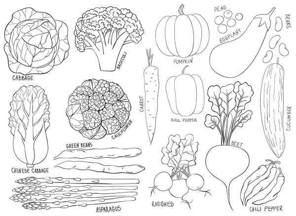 Collection of hand drawn vegetables — Stock Vector