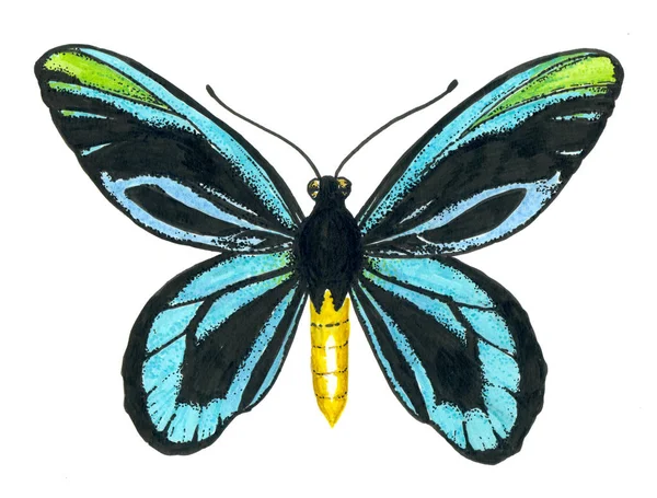 Queen Alexandra' s Ornithoptera butterfl — Zdjęcie stockowe