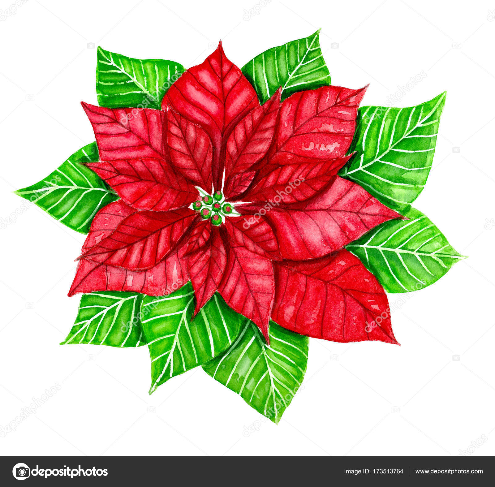 Fiore Dellacquerello Di Poinsettia Foto Stock