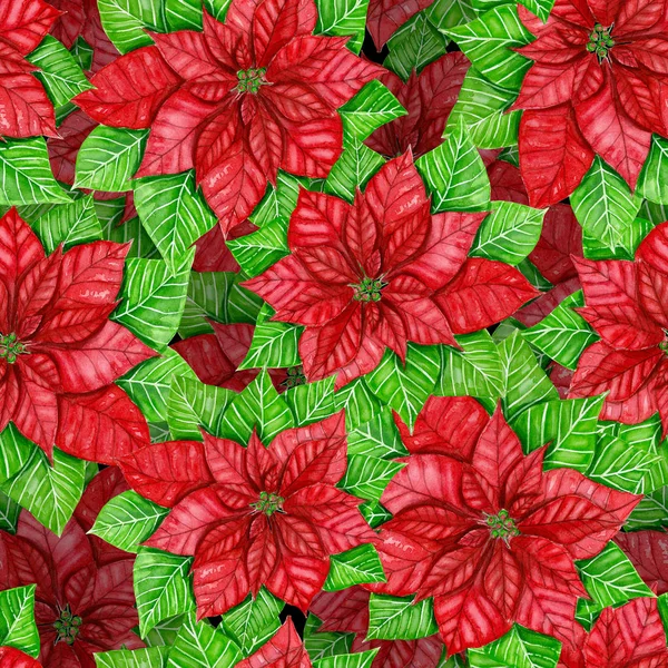 Watercolor poinsettia pattern — Stock Photo, Image