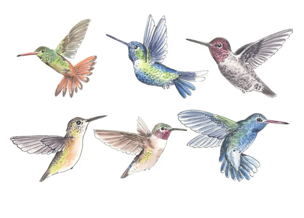 Комплект из 6 колибри — стоковое фото