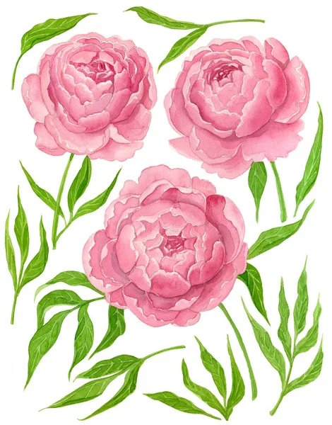Sammlung von rosa Aquarell-Pfingstrosen und Blättern — Stockfoto