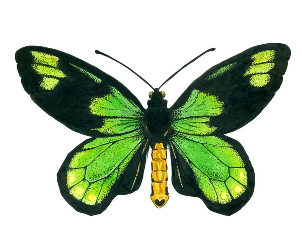 Královna Victoria' s birdwing motýl — Stock fotografie