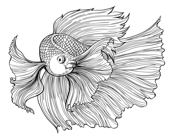Siamese fighting fish drawing Royalty Free Stock Illustrations