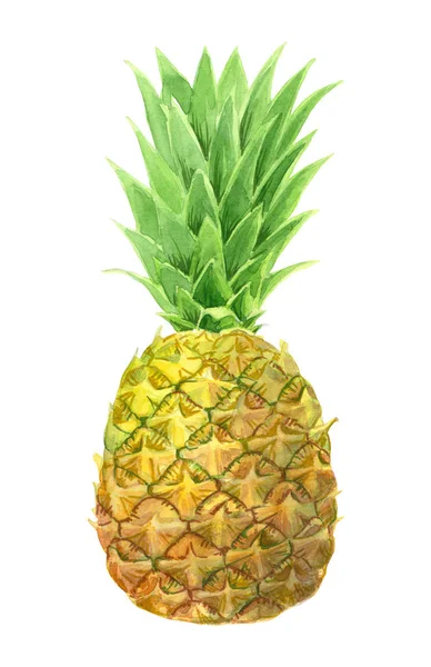 Pineapple painted with watercolors — Stock Photo, Image