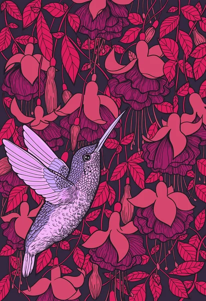 Hummingbird och fuchsia blommor — Stock vektor