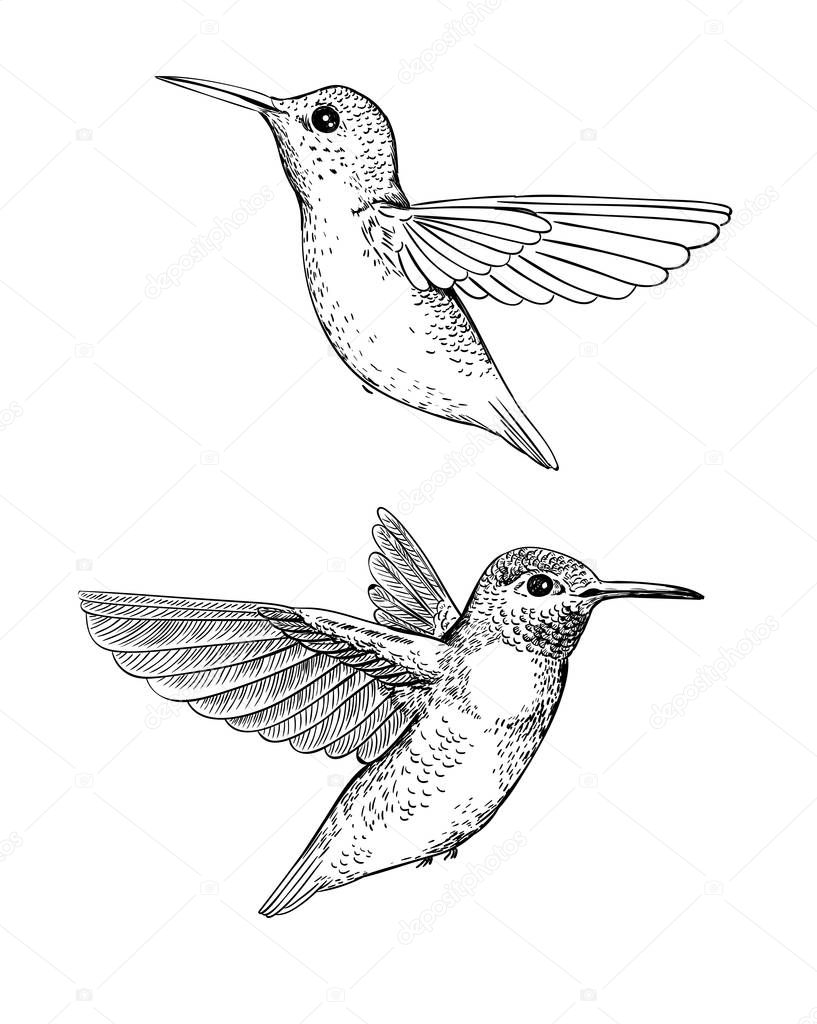 Hummingbirds hand drawn illustration