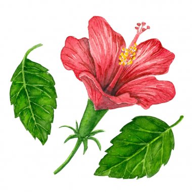 suluboya hibiscus çiçek
