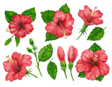 Kırmızı hibiscus çiçek ve yaprakları koleksiyonu