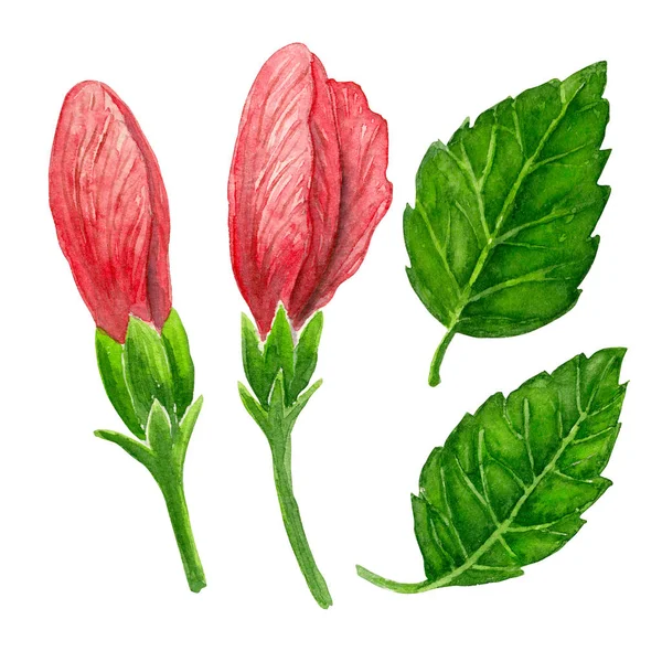수채화 히 비 스커 스 꽃 봉 오리와 잎 — 스톡 사진