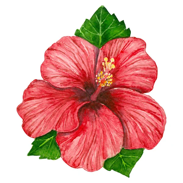 Hibiscus akwarela — Zdjęcie stockowe