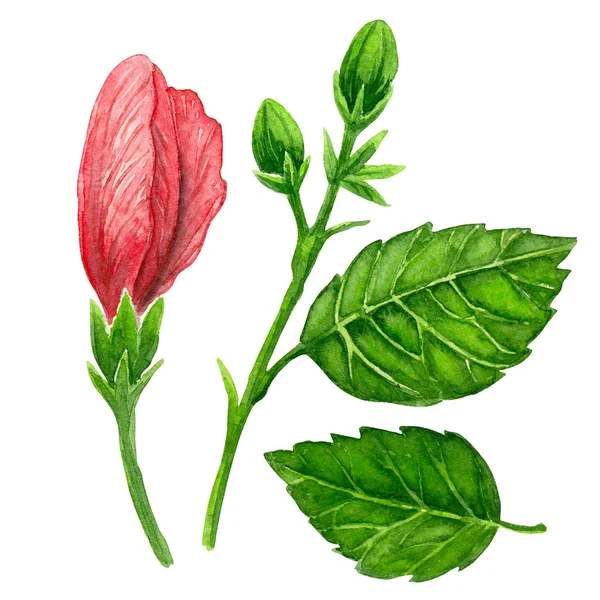 Hibiscus akwarela — Zdjęcie stockowe