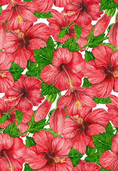 Hibiscus kwiaty akwarela wzór — Zdjęcie stockowe