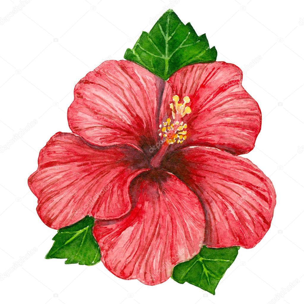 Watercolor hibiscus