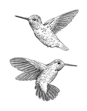 Sinek kuşlarının çizilen illüstrasyon el