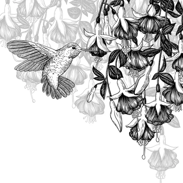 Colibri et fuchsia — Image vectorielle