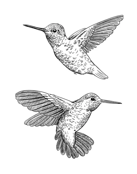 Колибри рисуют вручную иллюстрации — стоковый вектор