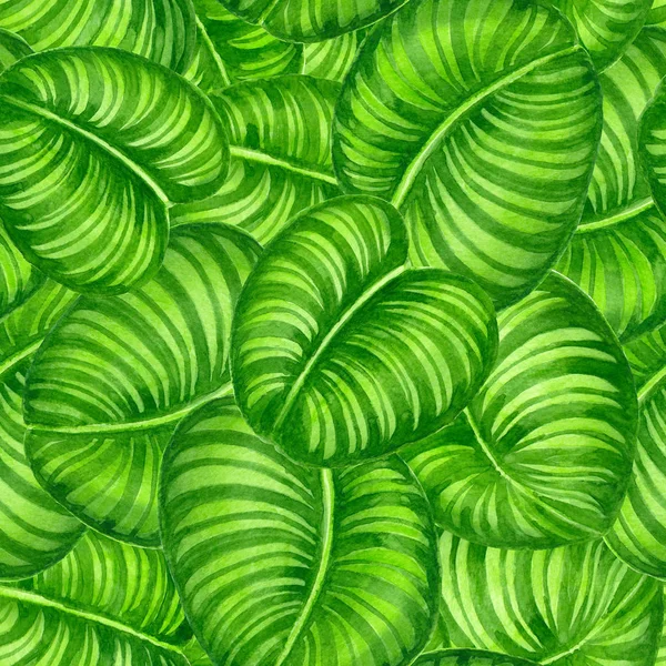 Padrão de folhas de Calathea — Fotografia de Stock