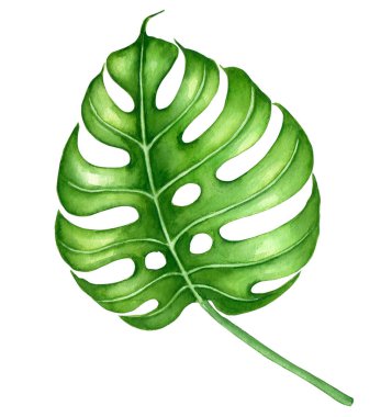 Monstera suluboya bırakır