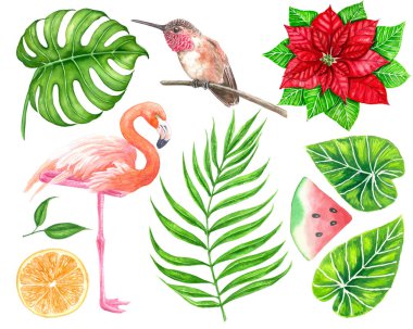 Tropikal sulu boya seti