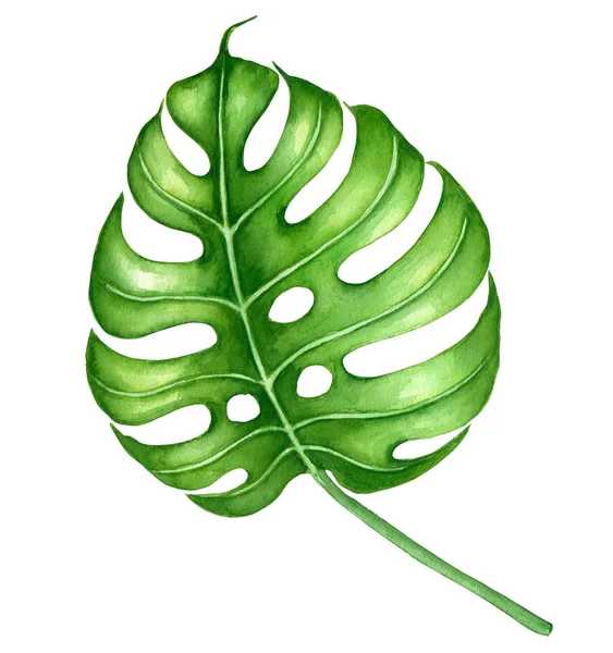 Монстера листя аквареллю — стокове фото