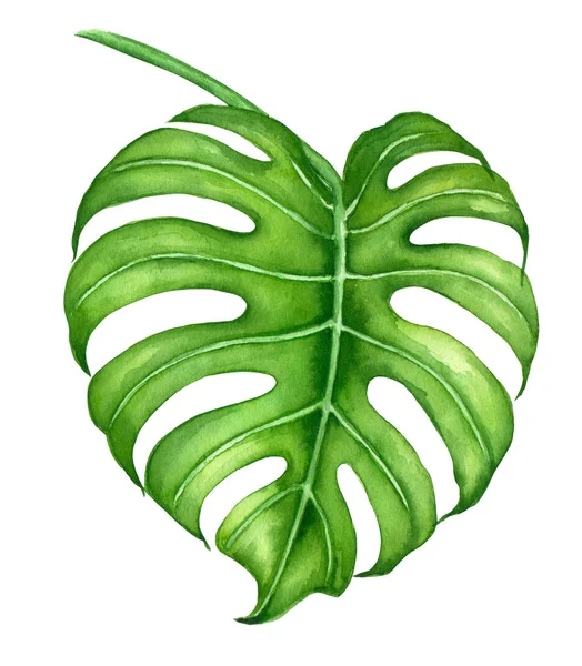 Monstera deja acuarela — Foto de Stock