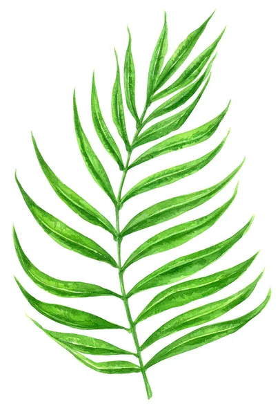 Palm leaves watercolor — Stock Photo, Image