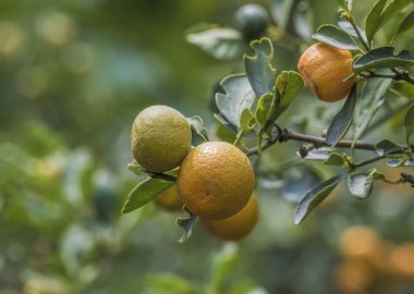 Olgun turuncu meyve bahçesinde ile portakal ağacı.