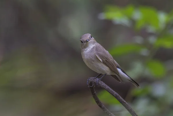 나무에 새 (레드 throated 새) — 스톡 사진