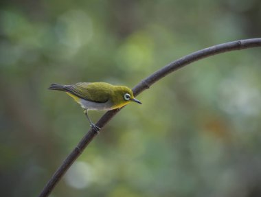 oryantal white-eye kuş