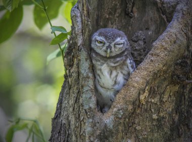 Benekli Owlet, ahşap mesaj yanında ayakta