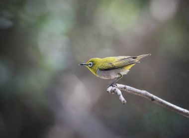 oryantal white-eye kuş