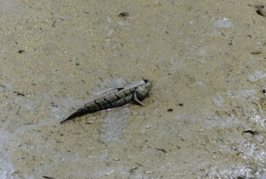 Çamur Kaptan, amfibi