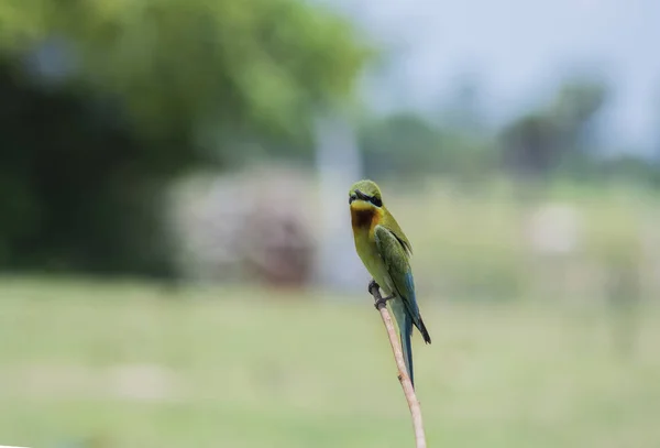 Blue-tailed Bee-eater bird — Stock Photo, Image