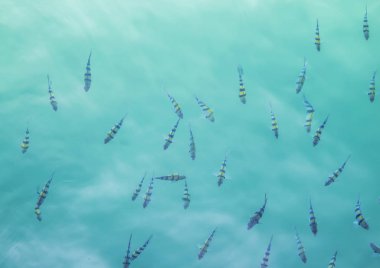 Güzel mavi su üzerinde güzel deniz balıklar.