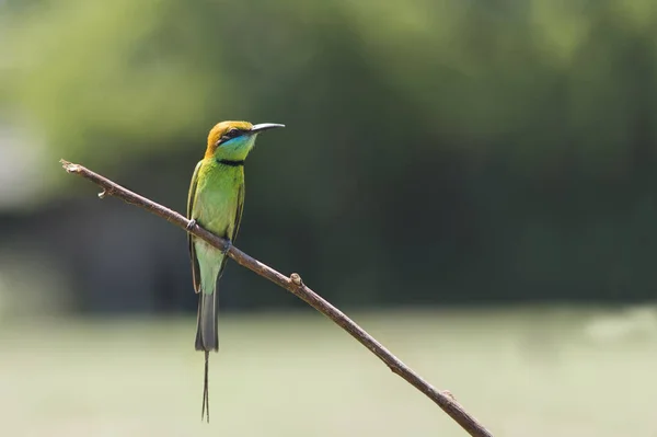 Красивий зелений ( Merops орієнталізм ) — стокове фото