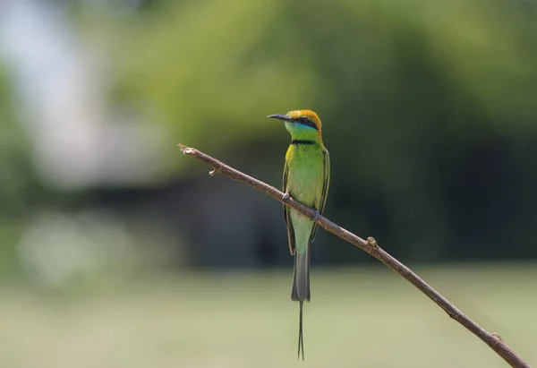 Yeşil arı kuşugiller arı kuşu orientalis — Stok fotoğraf