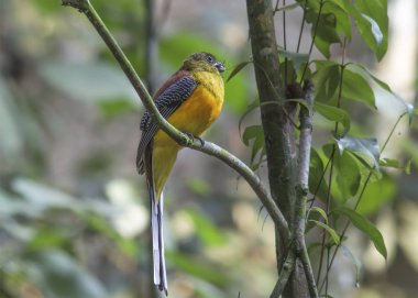 Portakal göğüslü Trogon 