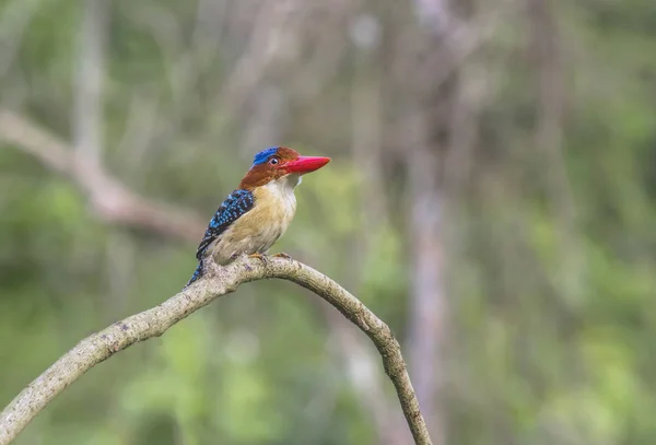 Pruhované Kingfisher v kangkrachan národním parku petchaburi provin — Stock fotografie