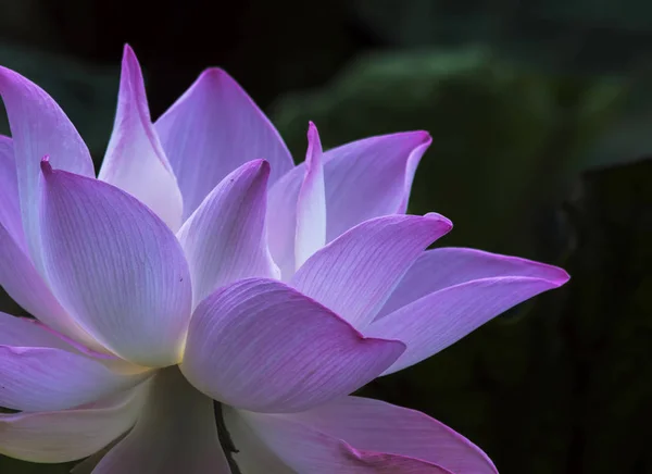 Rosa Lotus mit natürlichem Licht — Stockfoto