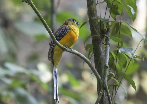 오렌지 가슴 Trogon — 스톡 사진