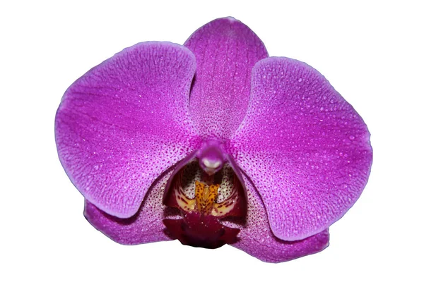Une Orchidée Sur Fond Blanc Fleur Orchidée Pourpre — Photo