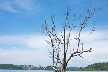 Yalnız ağaç coast için yapılan stand ve var mavi gök, dağ, deniz ba vardır