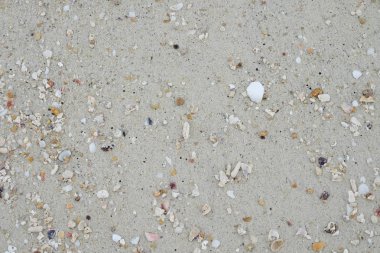 plaj kum ve kabuklu deniz ürünleri karkas var. Bu görüntü için doku, ba