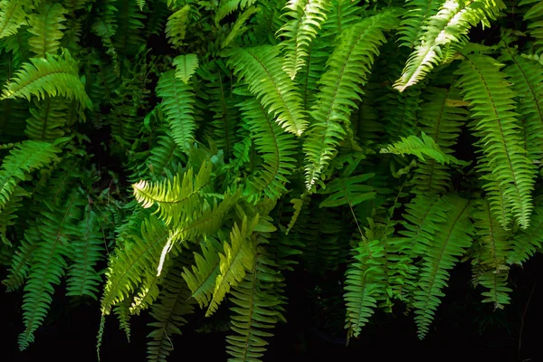green fern with a sunshine in morning at forest. image for natur