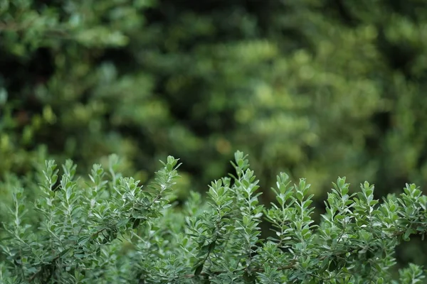 Genel gardent, yeşil ağacının yaprak kadar sabah zamanında kapatın. Ben