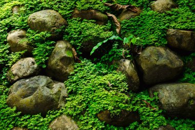 yeşil yosun ile kapak sabah taş. doğa, orman için görüntü,